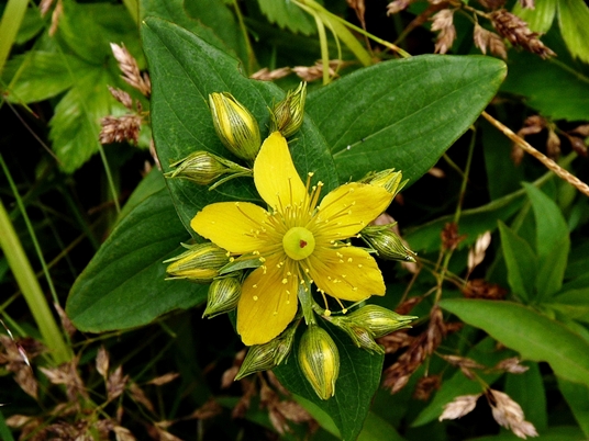 {Hypericum mitchellianum}